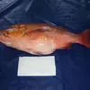 Best Quality Frozen Red Snapper