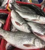 /product-detail/high-quality-fresh-frozen-whole-rohu-fish-62005021193.html