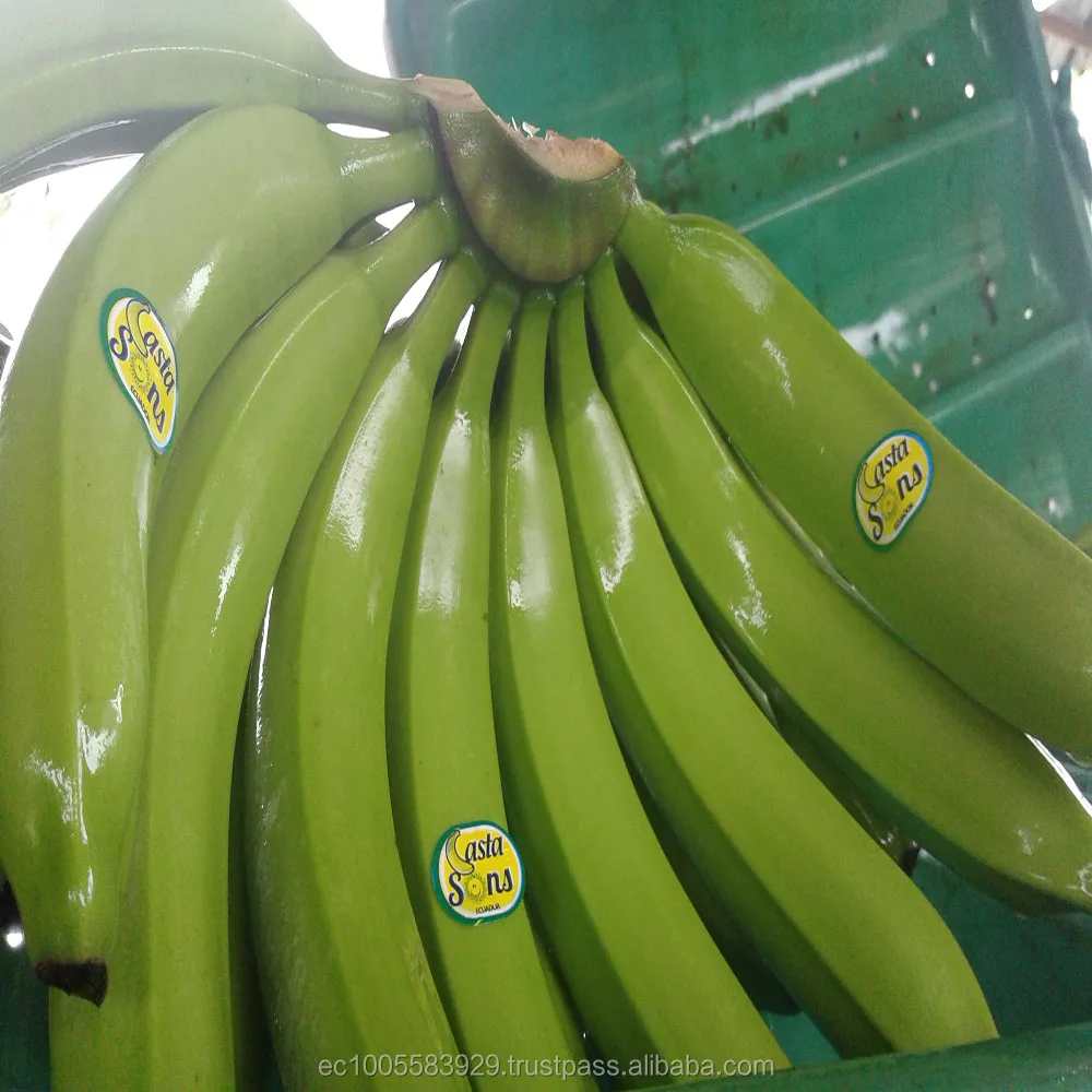 
GREEN AND FRESH BANANAS 