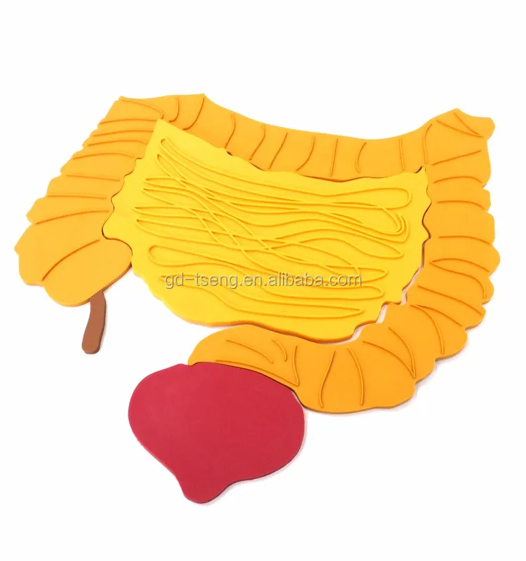 Gd Plastic Tpe Organ Body Puzzle;plastic Human Body Parts/biological