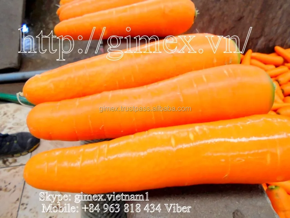 
Fresh Carrot SIZE S,M,L,2L,3L / Whatsapp +84963818434 
