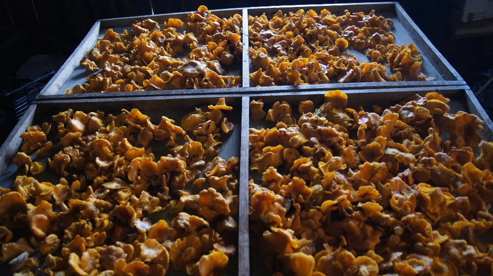 
Dried Chanterelle Mushroom, high quality wild-growing, supplements, anti-cancer, natural,edible raw material 