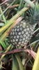 Pine apple