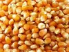 GOOD QUALITY WHIT AND YELLOW CORN / YELLOW MAIZE EUROPEAN FACTORY SALES