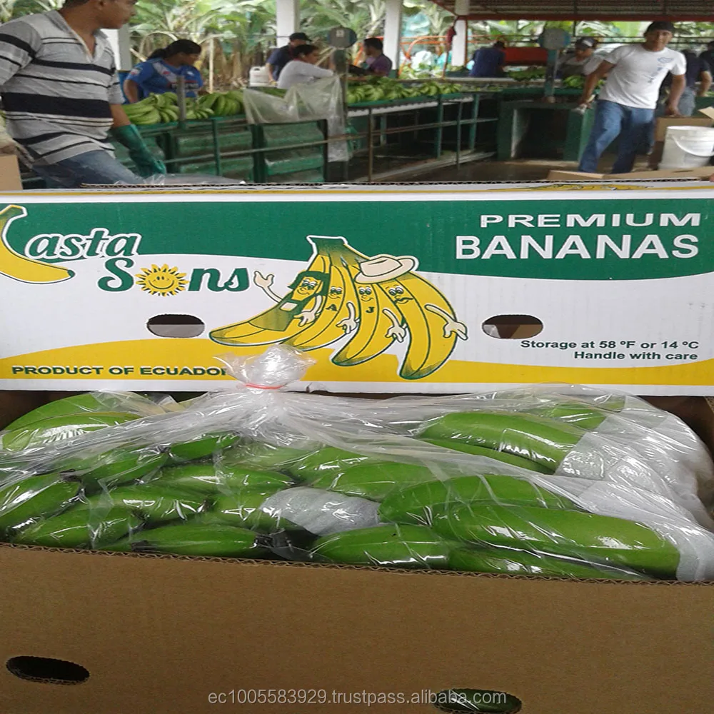 
ECUADORIAN FRESH BANANAS 