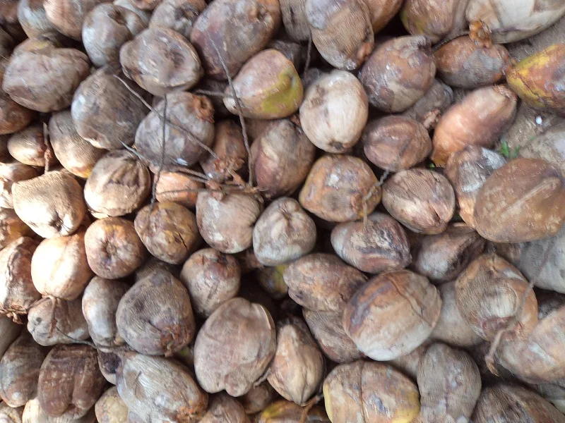 Organic Fresh Mature Coconuts Buy Fresh Coconuts For Sale,Semi Husked