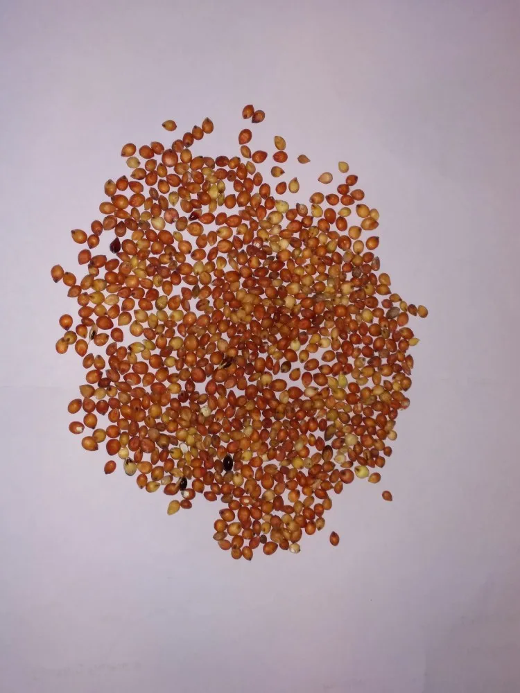 
Red sorghum 