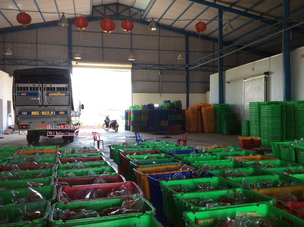 dragon fruit stock.jpg