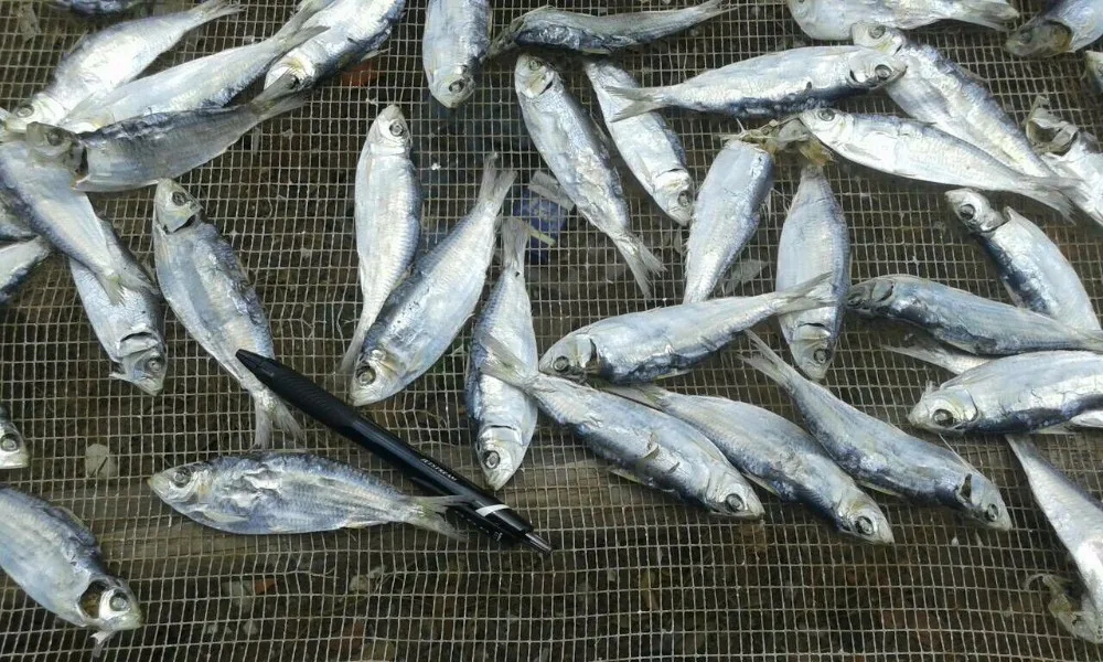 20160112023332 (1).jpg