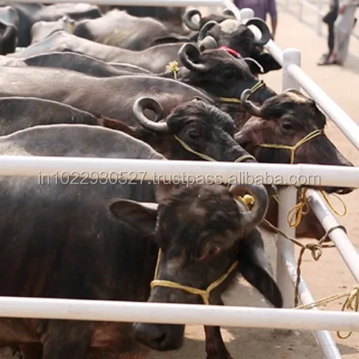 
Fore Quarter Halal Frozen Boneless Buffalo CHUCK TENDER Meat 