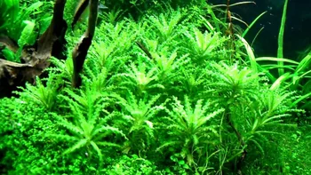 Pogostemon Helferi Buy Tanaman Air Akuarium Tanaman Tanaman