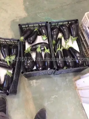 
Fresh Eggplant from Egypt for sale 