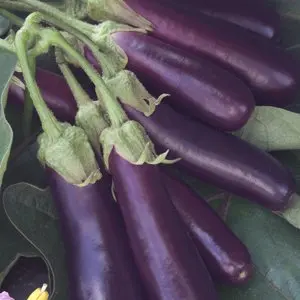 
egyption eggplant 
