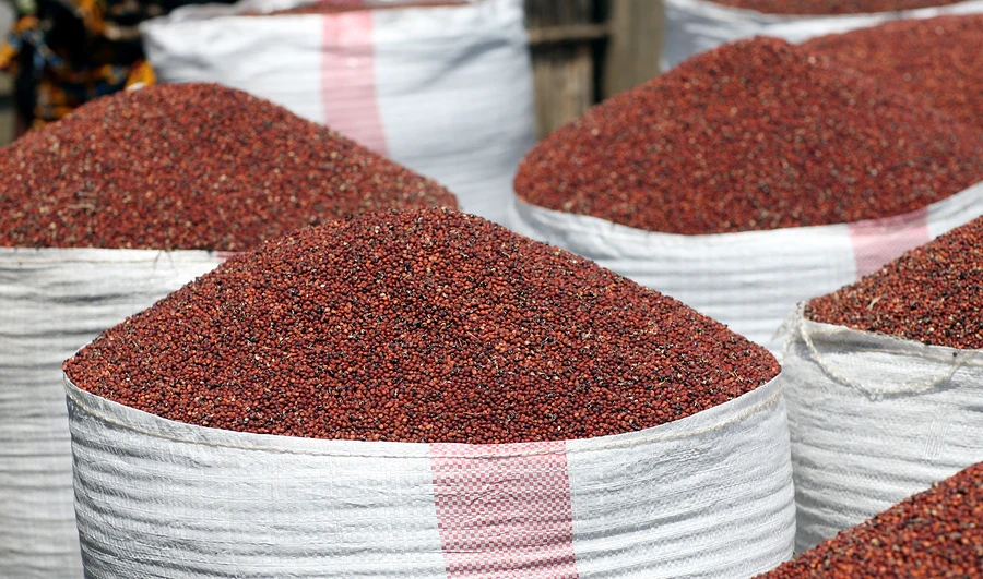 Image result for red sorghum of jowar price falls