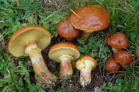 
100% Organic dried Suillus Mushroom slippery jack 