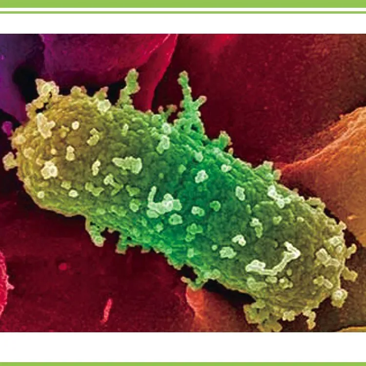 Pseudomonas fluorescens