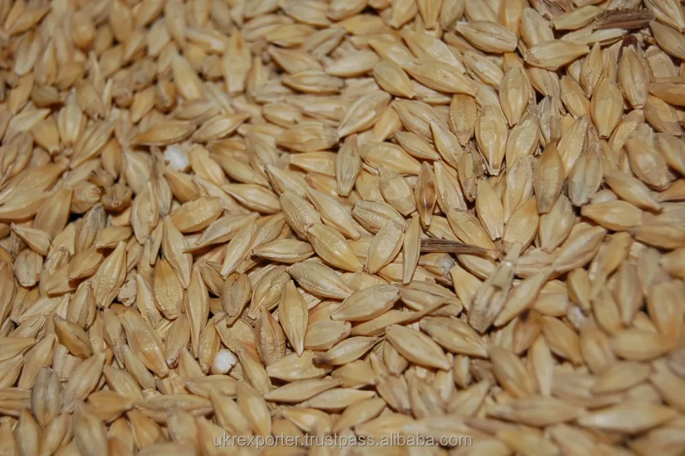 
Best BARLEY from UKRAINE 