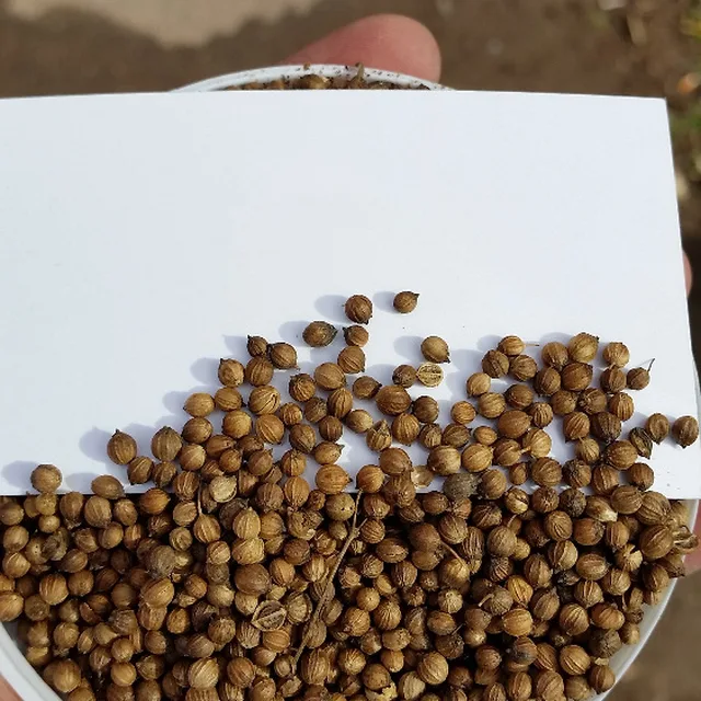 russian coriander seeds