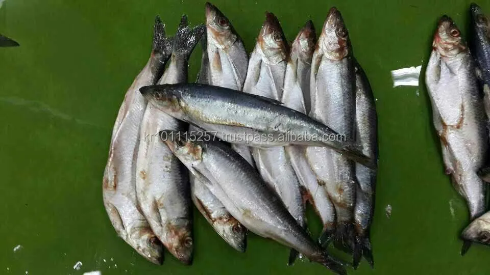 
FROZEN HERRING W/R FISH 