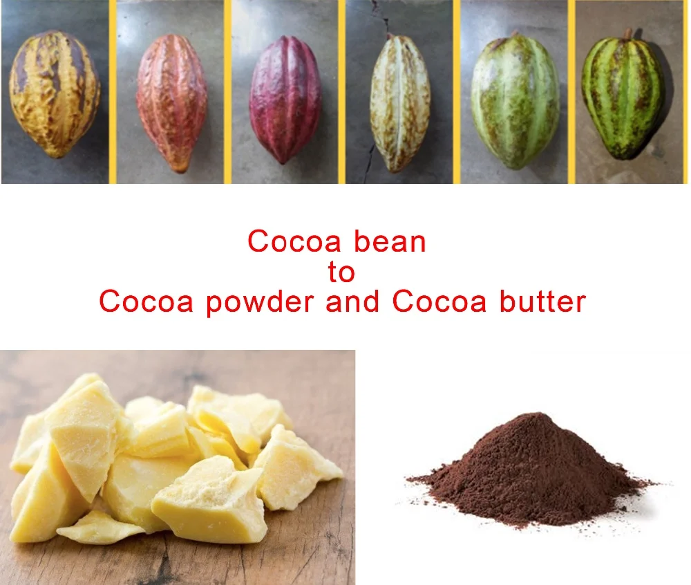 Cocoa bean to Cocoa powder and Cocoa butter.jpg