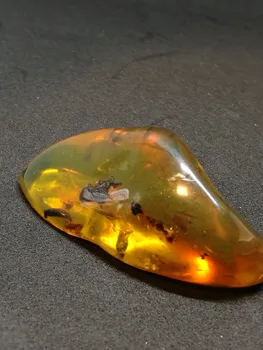 Amber Burmite Insect Fossil Blue Green 100 Amber Burmite Insect Fossil Blue