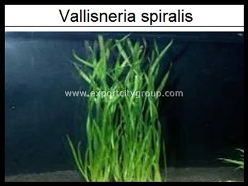 Tanaman Air Hidup Vallisneria Spiralis Buy Hidup Aquarium