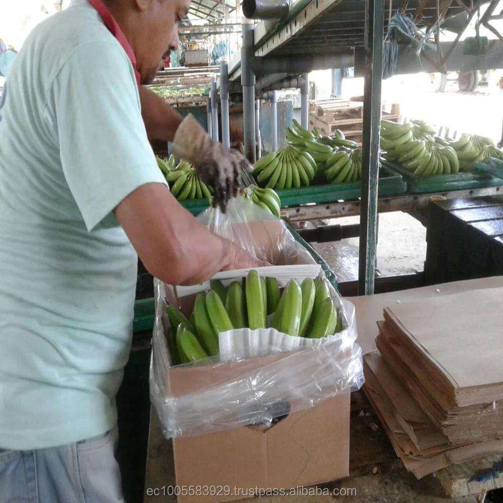 
GREEN AND FRESH BANANAS 