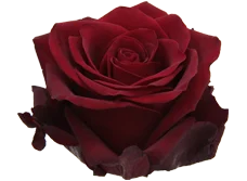 brown rose explorer buy brown rose big headed fresh cut roses quality kenyan roses product on alibaba com brown rose big headed fresh cut roses