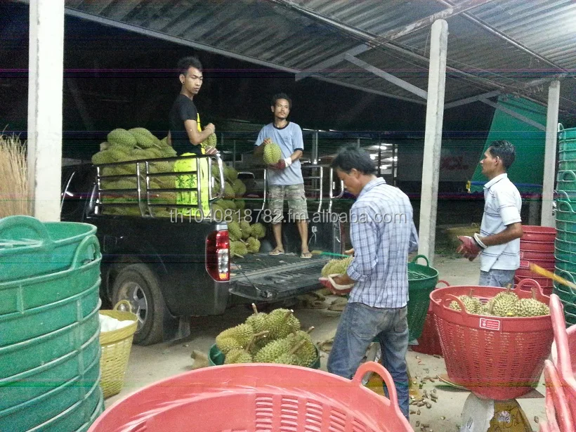 
Premuim Fresh Durian from Thailand 