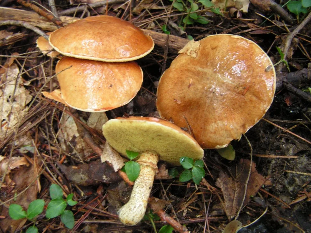 
100% Organic dried Suillus Mushroom slippery jack 