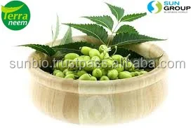 Neem Seeds.jpg