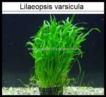 Tanaman Air Hidup Lilaeopsis Varsicula Buy Hidup Aquarium