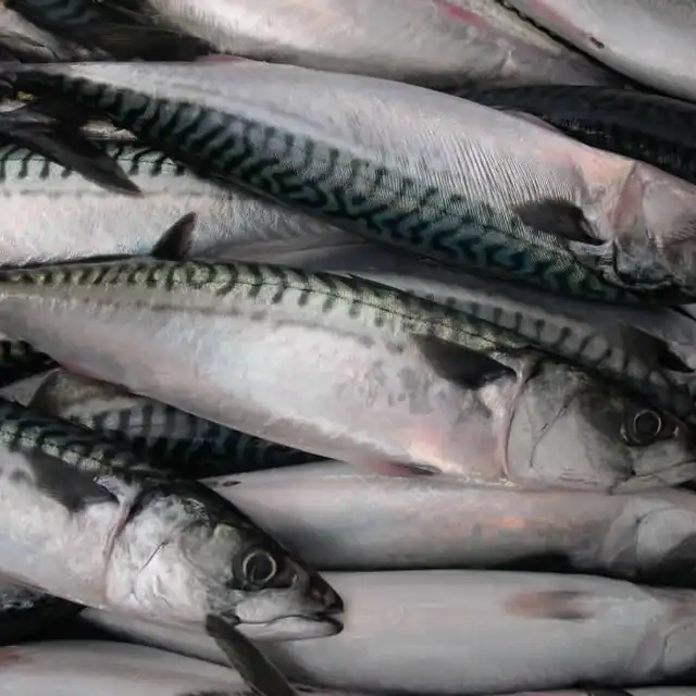herring fish