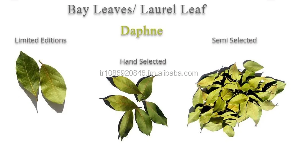 Laurel Wreath Icon Emblem Made Of Laurel Branches Laurel Leaves