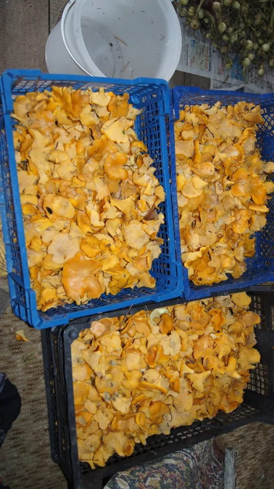 
Dried Chanterelle Mushroom, high quality wild-growing, supplements, anti-cancer, natural,edible raw material 