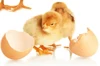 chicken Egg Shell Improver Probiotic