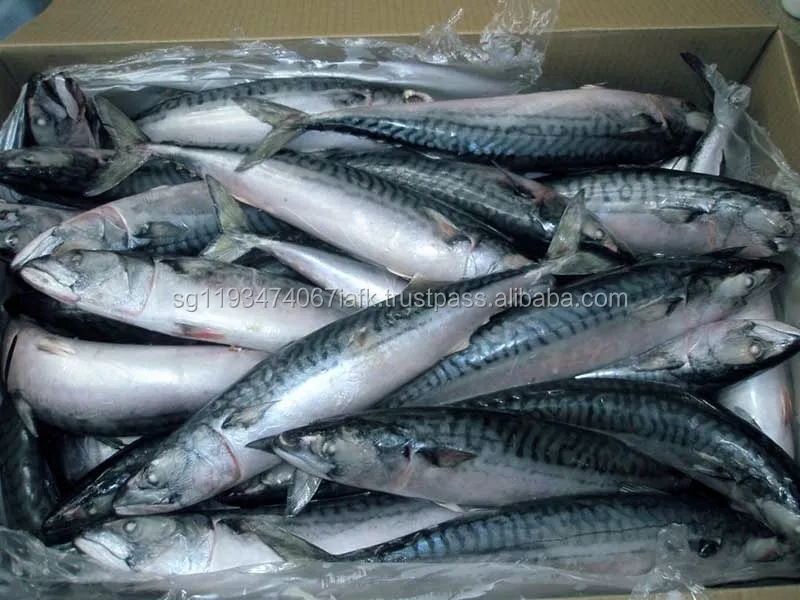 frozen mackerel bait