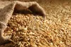 /product-detail/wheat-flour-for-bread-baguette--50021790974.html