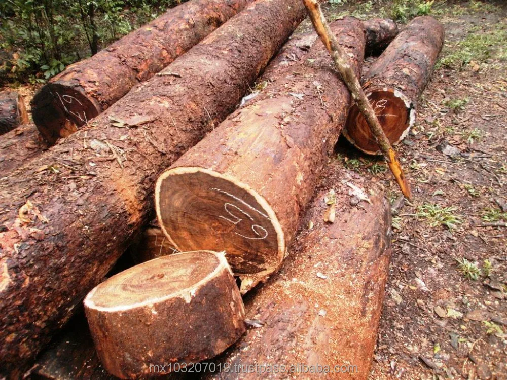 T me premium logs. Бокоте древесина. Метопиум ядоносный Poisonwood. Метопиум. Chechen Wood.