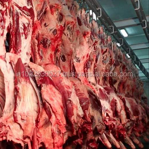 
Fore Quarter Halal Frozen Boneless Buffalo CHUCK TENDER Meat 