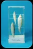 ROVER Fish Development Model