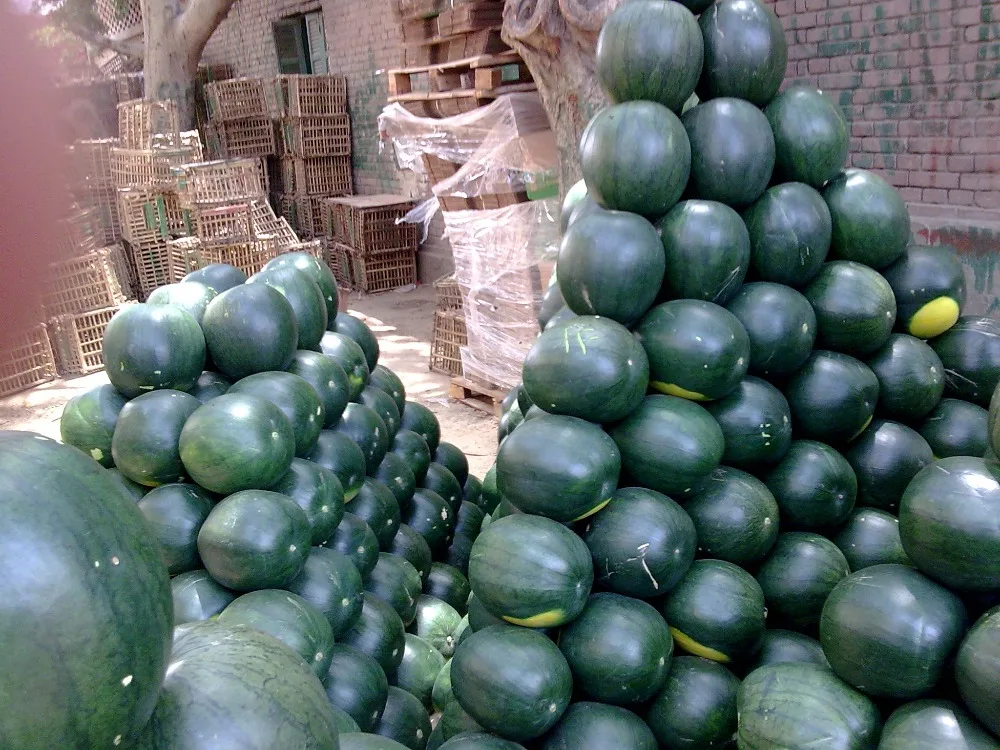 Best price Fresh Organic Melon & Water melon