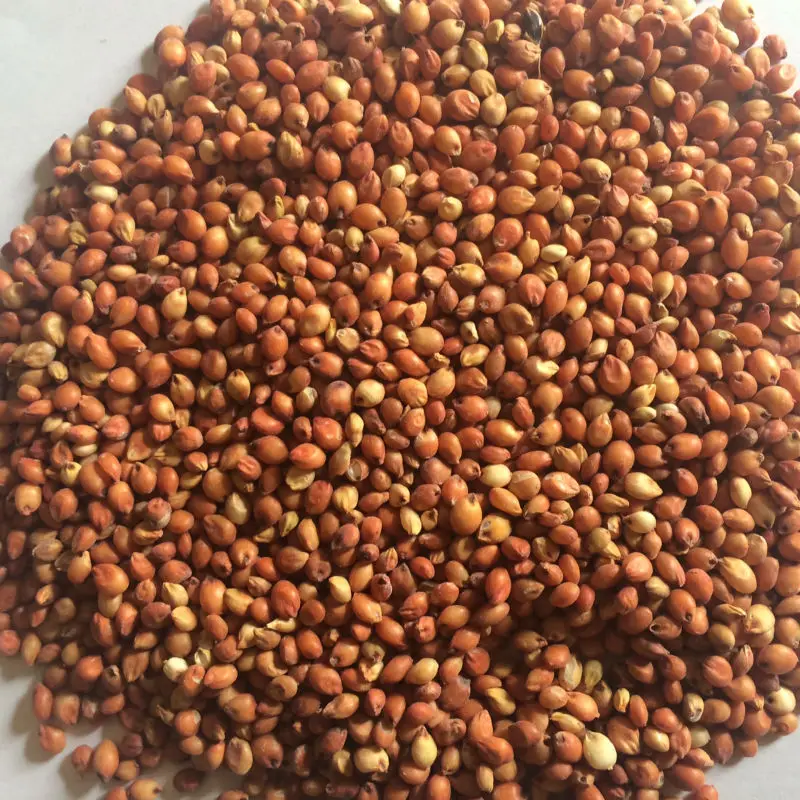 
Red sorghum 