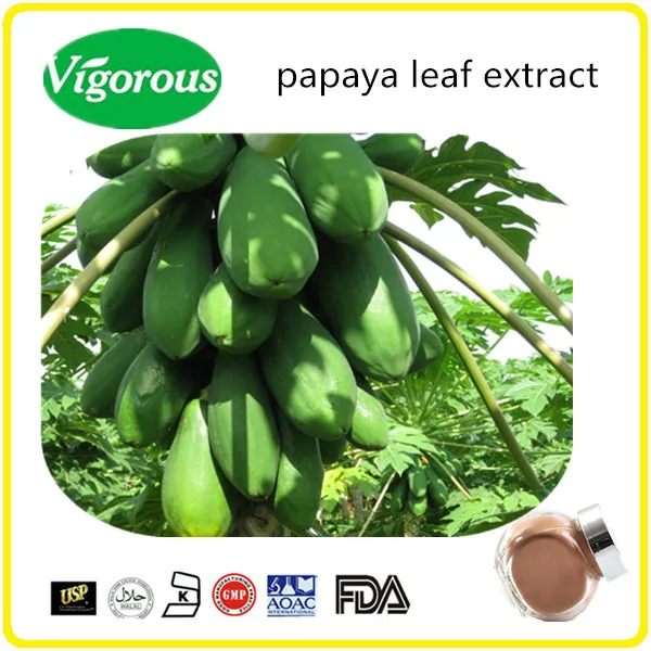 100 Natural Carica Papaya Extract/ Papain 100,000u/g Papaya Fruit