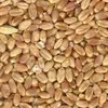 Wheat
