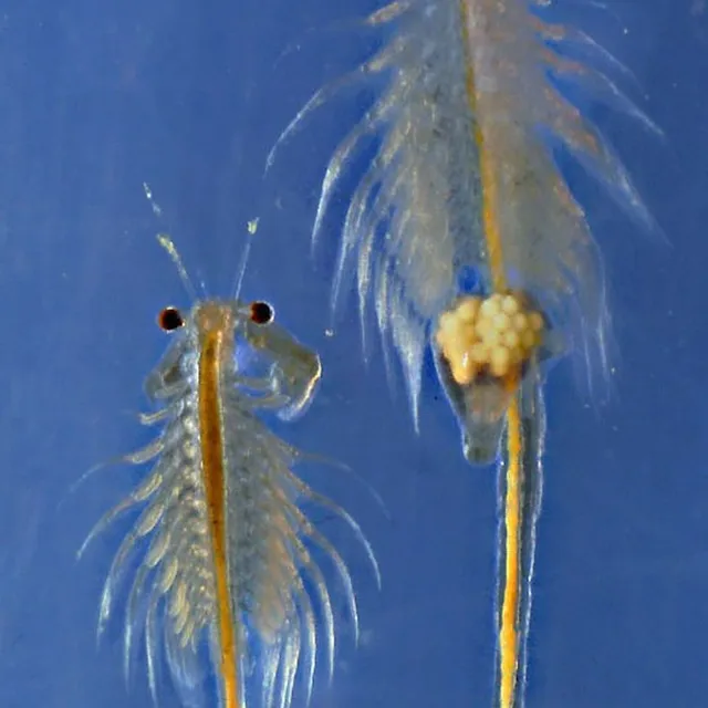 hight quality artemia cysts / brine shrimp eggs. hatch rate 80%.