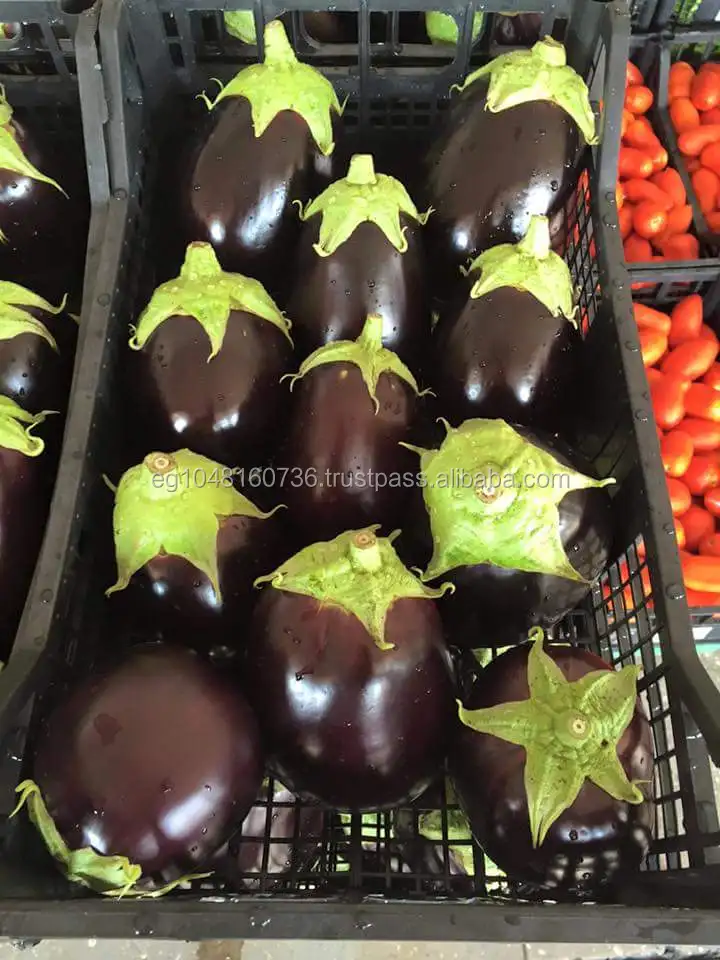 
Fresh Style Eggplant (Arros Black and white) 