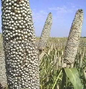 export quality of bajra seeds view bajra seeds for hgh yield maruti agri seeds product details from maruti agri seeds on alibaba com export quality of bajra seeds view bajra seeds for hgh yield maruti agri seeds product details from maruti agri seeds on alibaba com