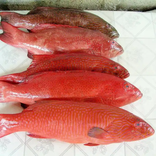 south africa red grouper