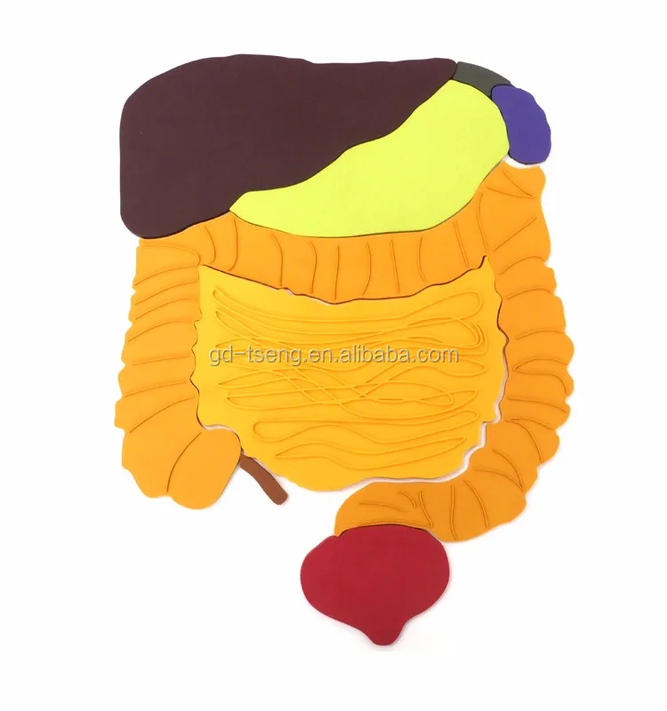 Gd Plastic Tpe Organ Body Puzzle;plastic Human Body Parts/biological